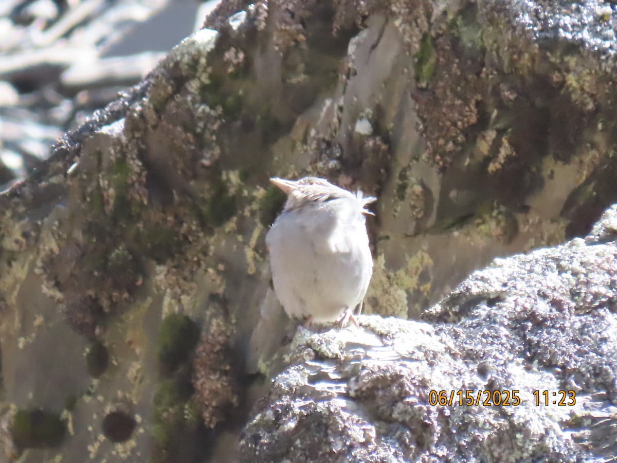 Boulder Finch - ML638027491