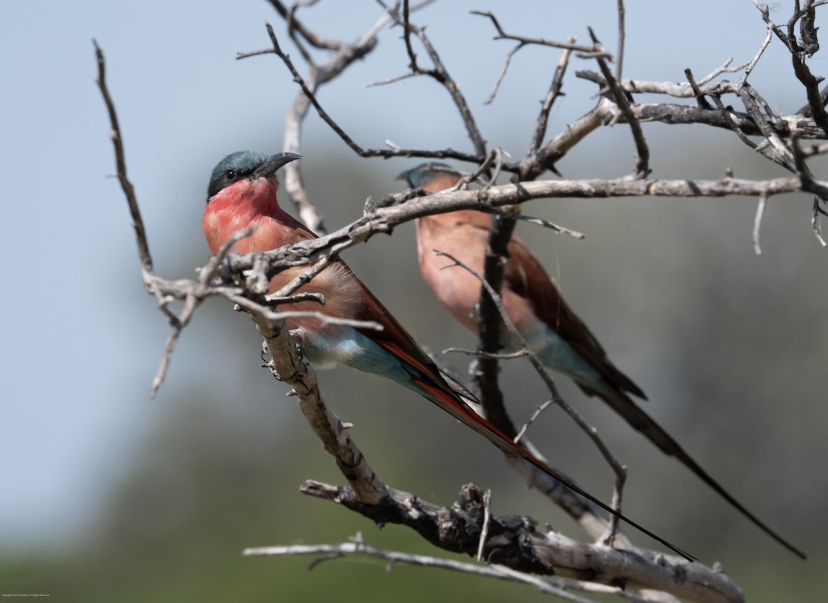 Southern Carmine Bee-eater - ML638027523