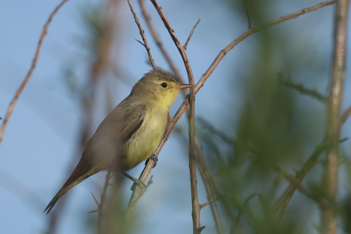 Icterine Warbler - ML638027584