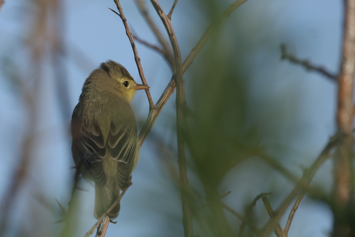 Icterine Warbler - ML638027587