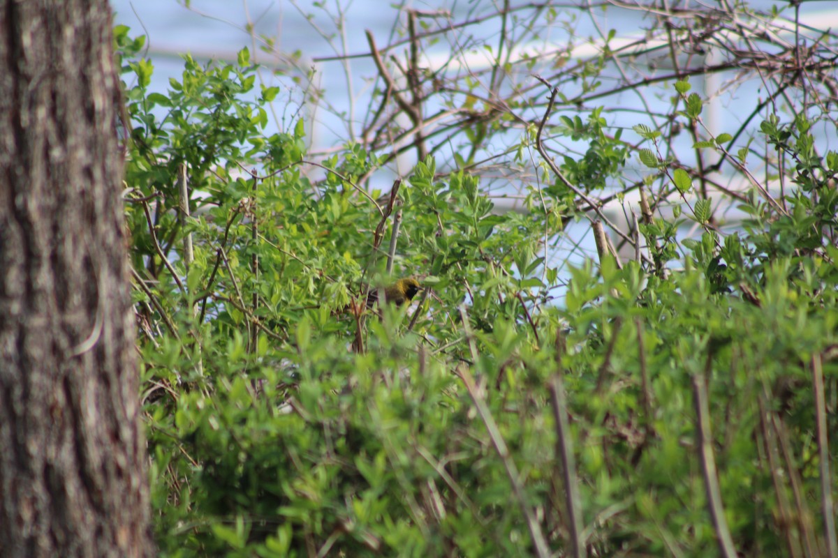 Orchard Oriole - ML638027608