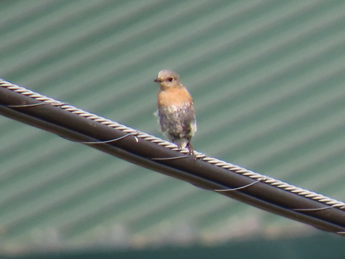 Eastern Bluebird - ML638027616