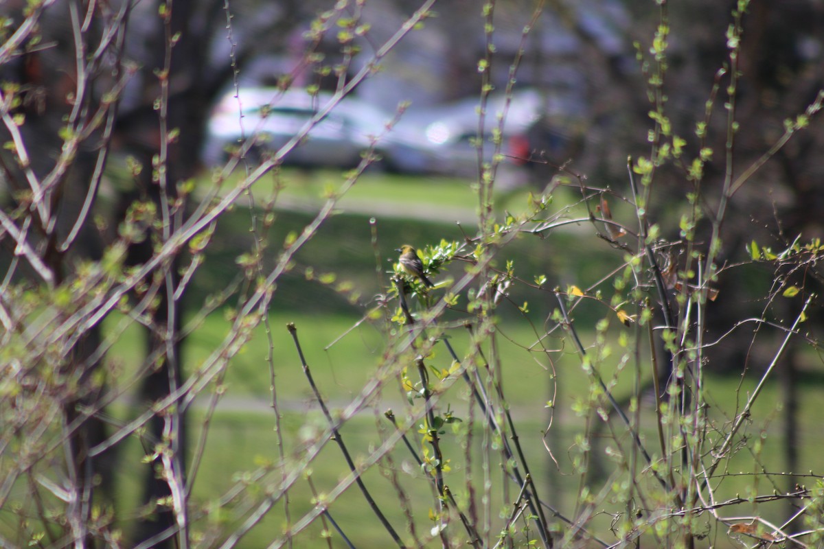 Orchard Oriole - ML638027631