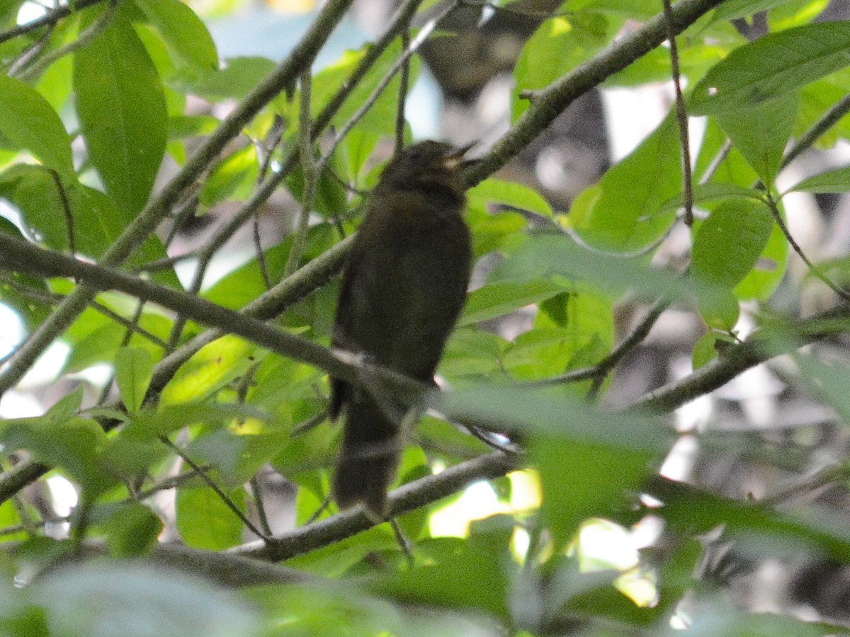 Northern Schiffornis - ML638027639