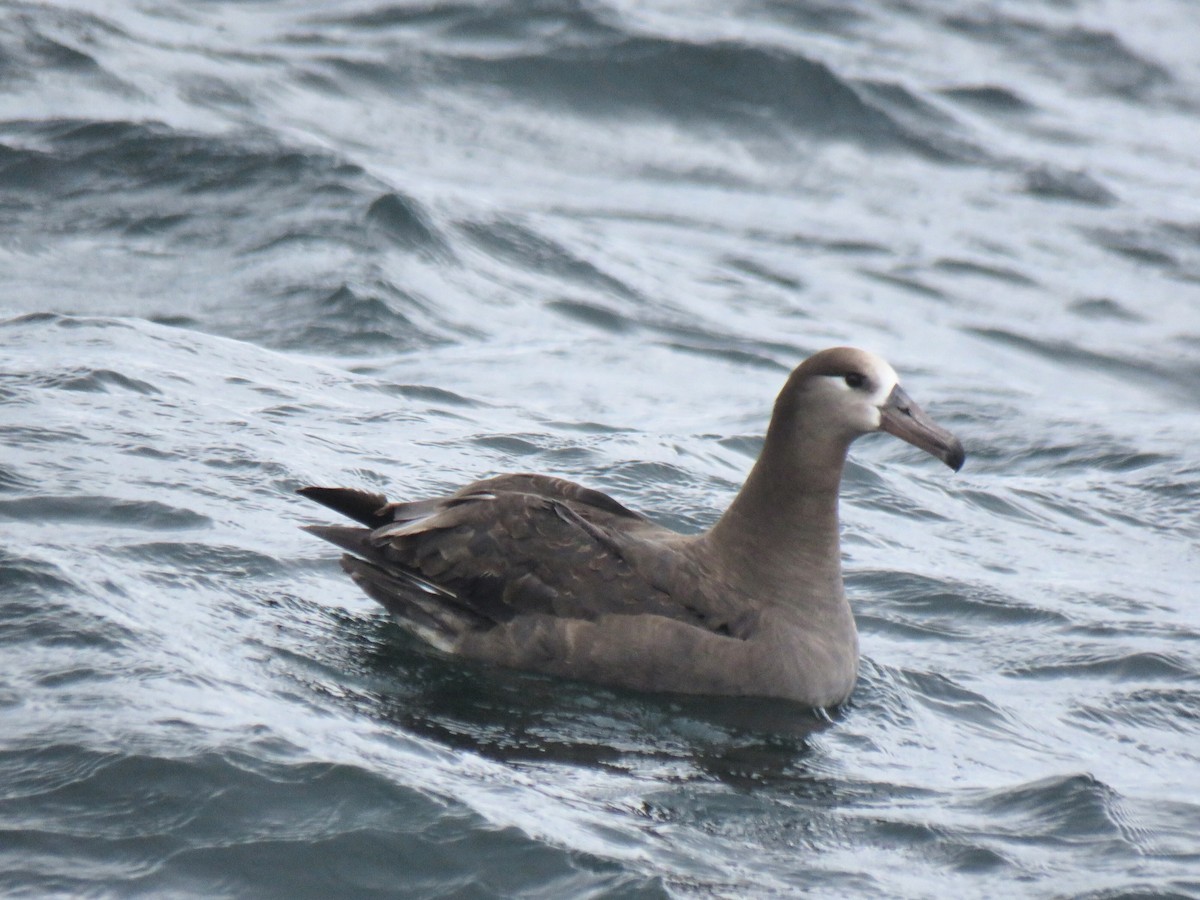Black-footed Albatross - ML638027687