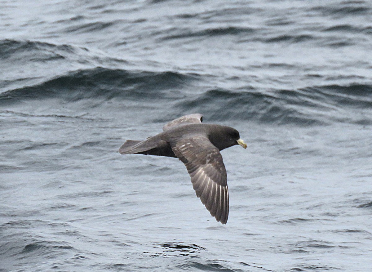 Northern Fulmar - ML638027704