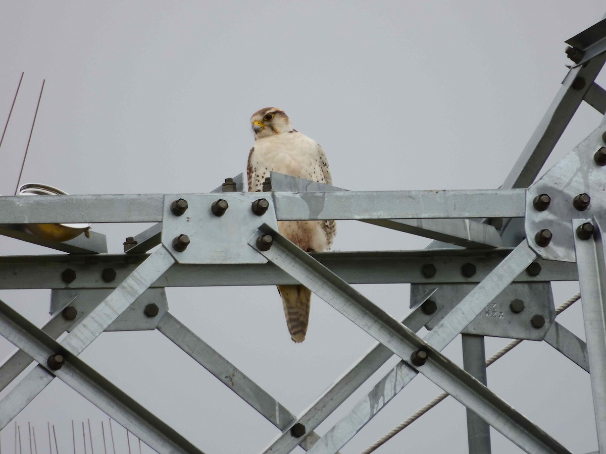 Saker Falcon - ML638027708