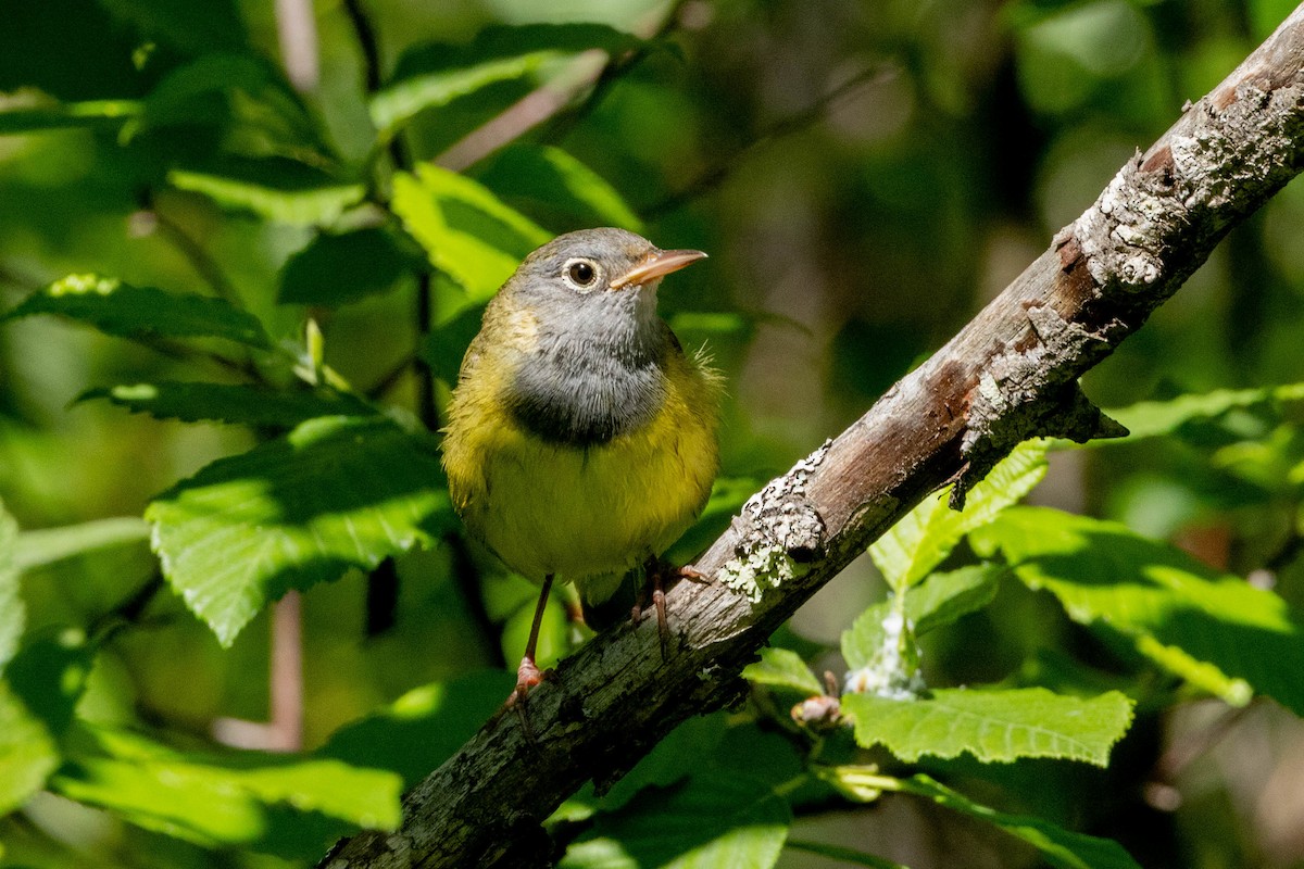 Connecticut Warbler - ML638027710