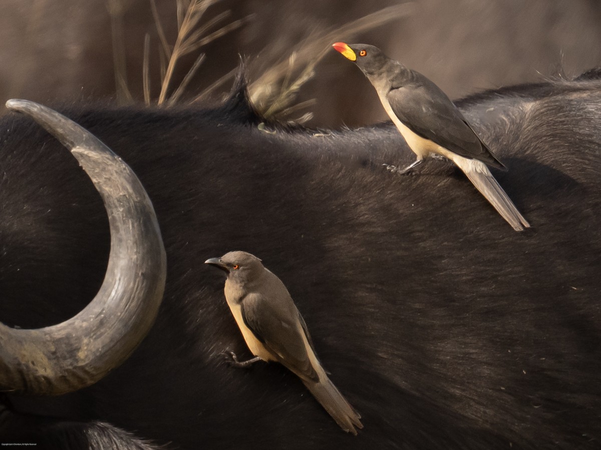 Yellow-billed Oxpecker - ML638027746
