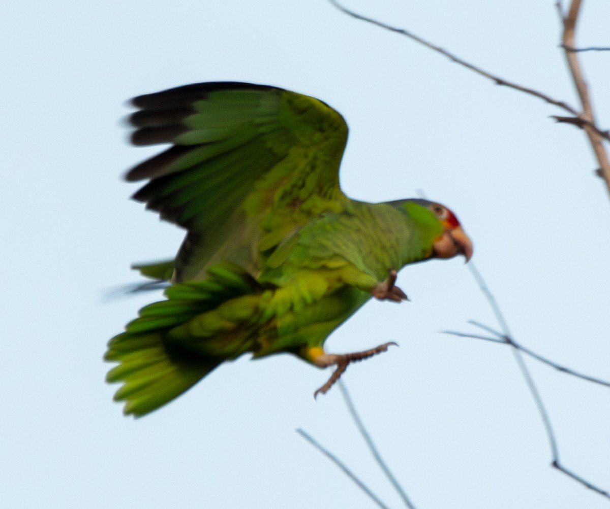 Red-lored Amazon - ML638027813