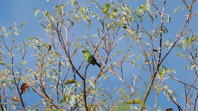 Dotted Tanager - ML638027816