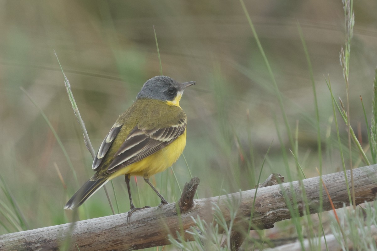 Western Yellow Wagtail (thunbergi) - ML638027865
