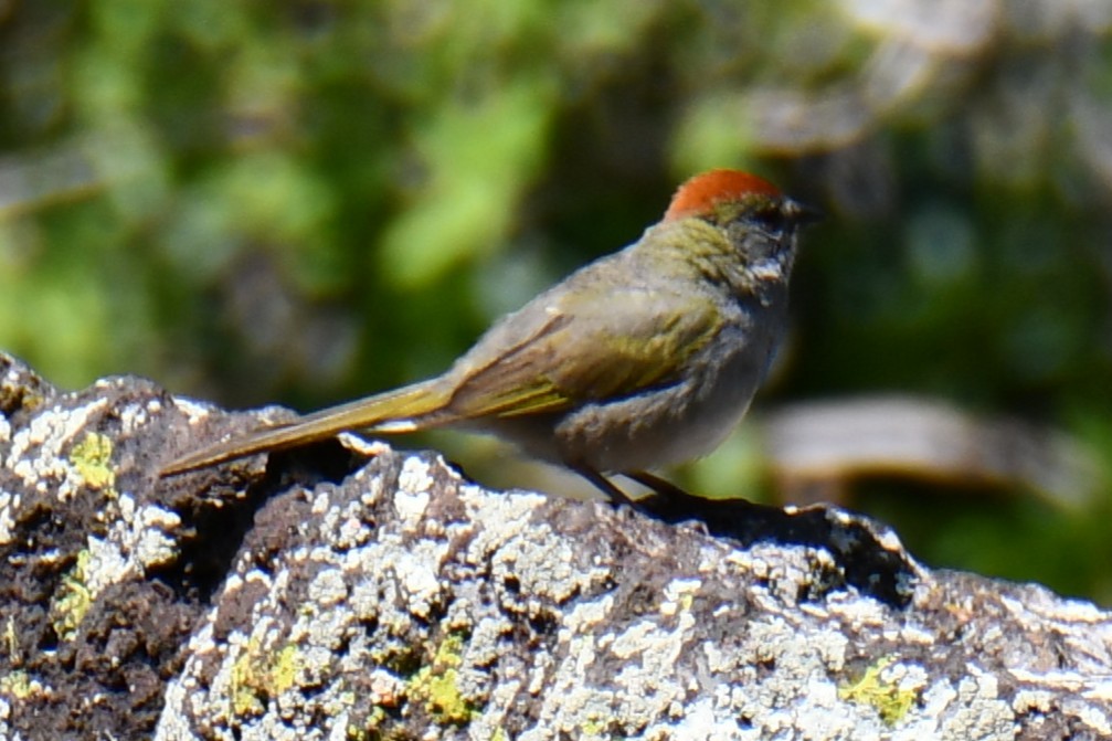 Green-tailed Towhee - ML638027866