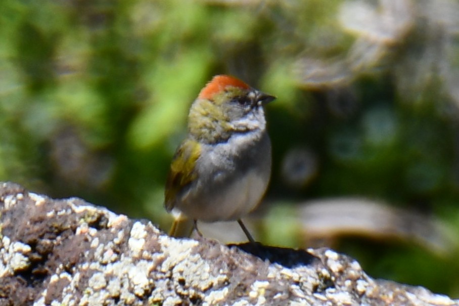 Green-tailed Towhee - ML638027869