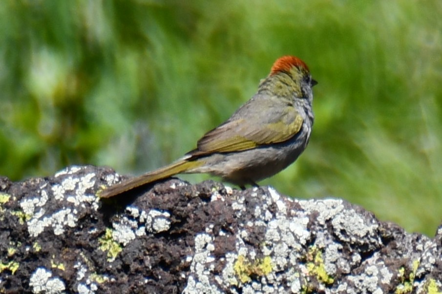 Green-tailed Towhee - ML638027870