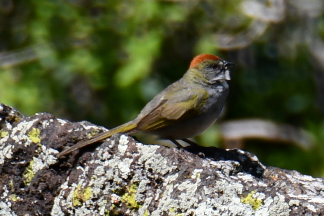 Green-tailed Towhee - ML638027871