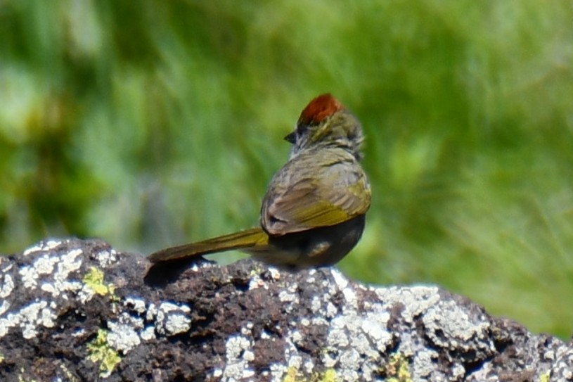 Green-tailed Towhee - ML638027874