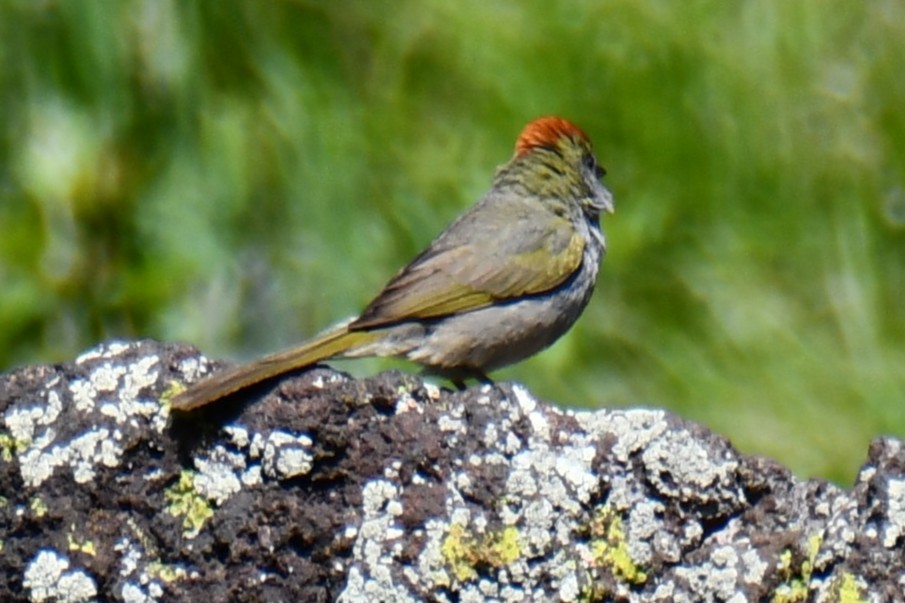 Green-tailed Towhee - ML638027875
