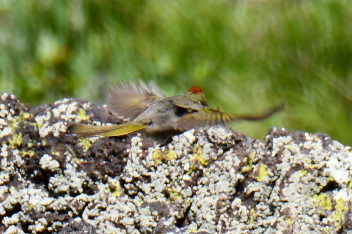 Green-tailed Towhee - ML638027877