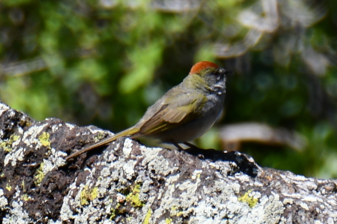 Green-tailed Towhee - ML638027878