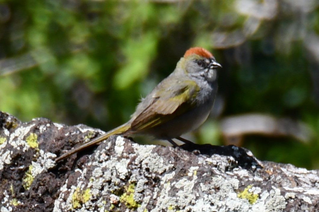 Green-tailed Towhee - ML638027880