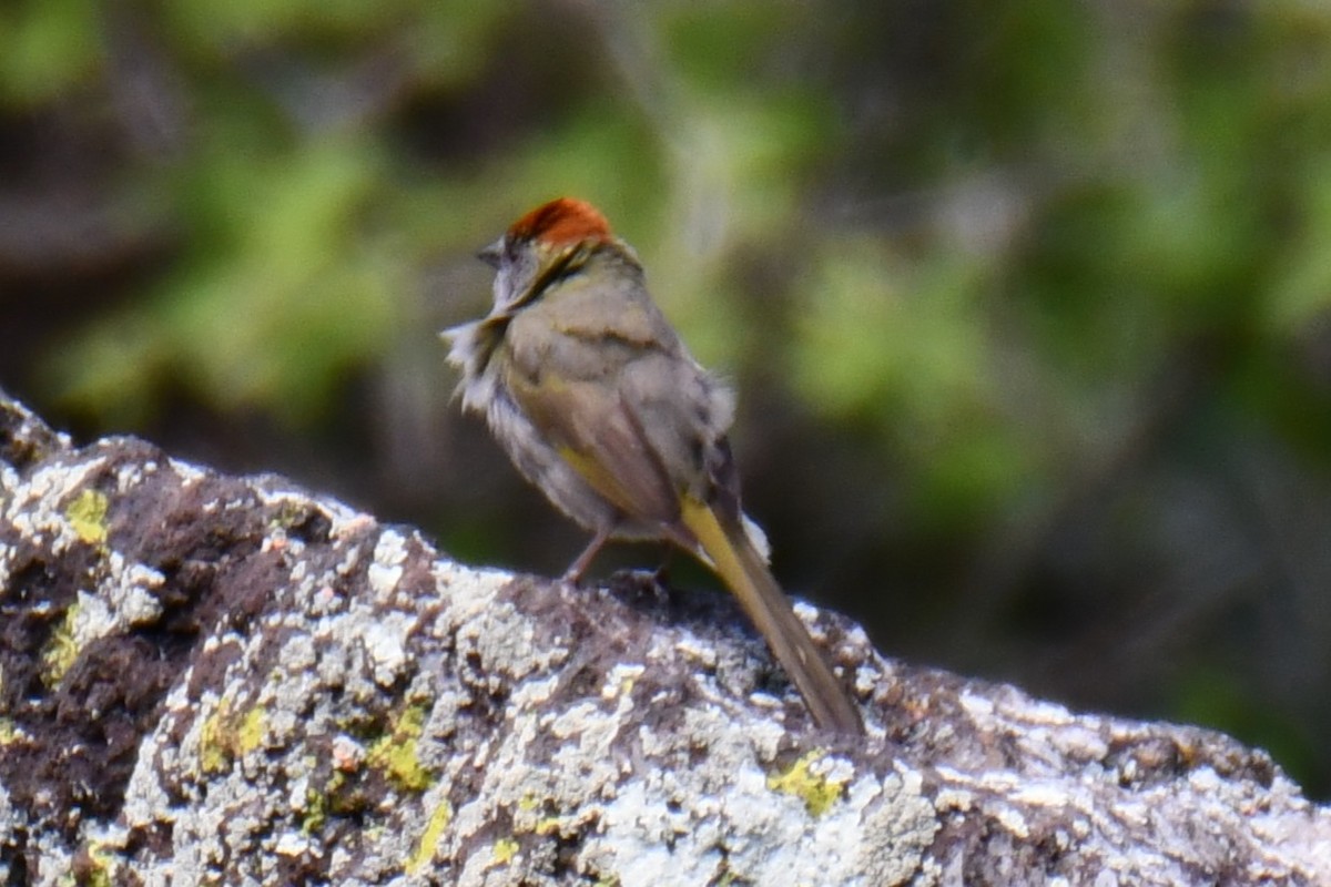 Green-tailed Towhee - ML638027881