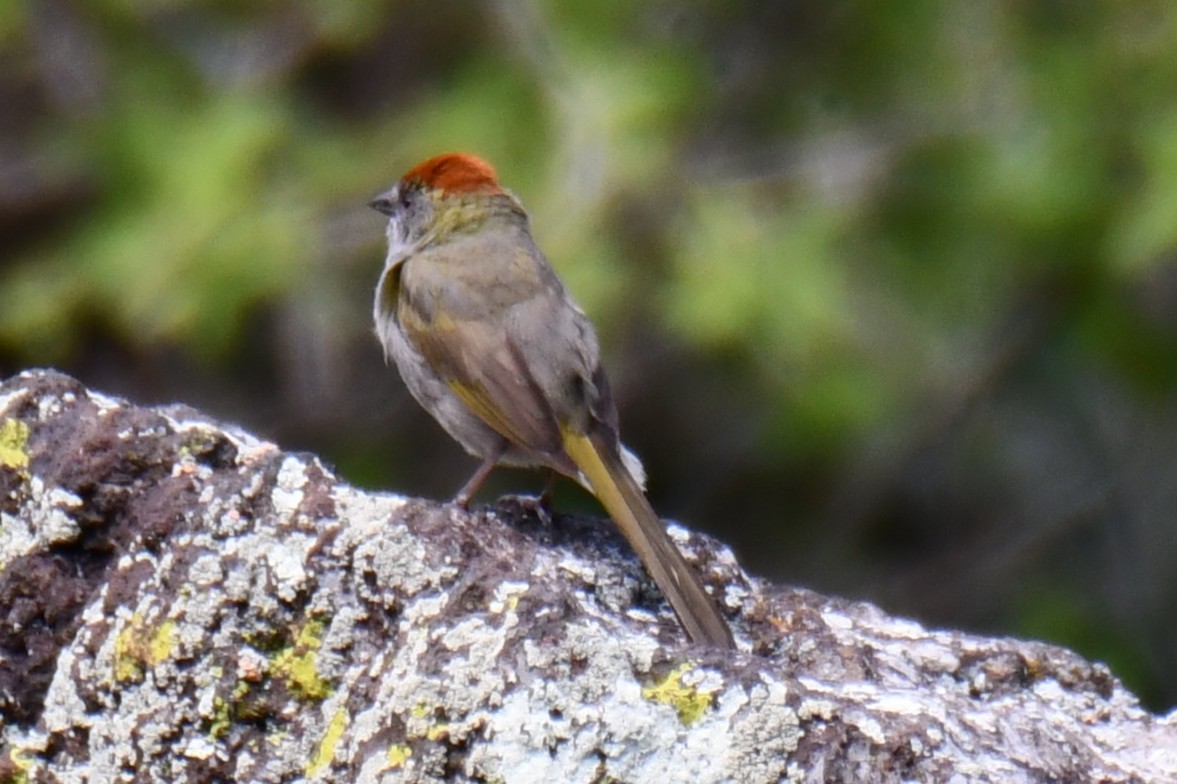 Green-tailed Towhee - ML638027882
