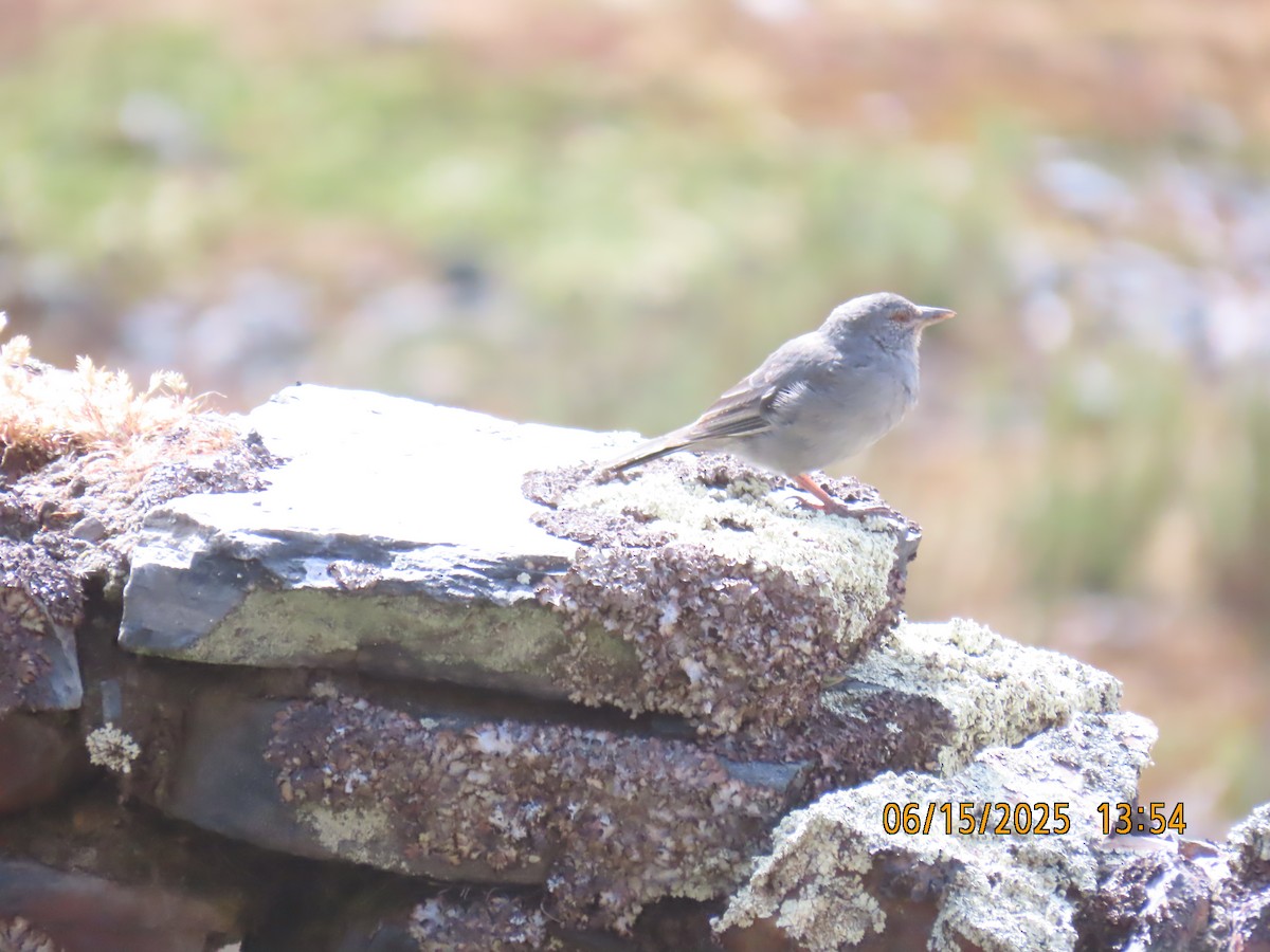 Boulder Finch - ML638027973