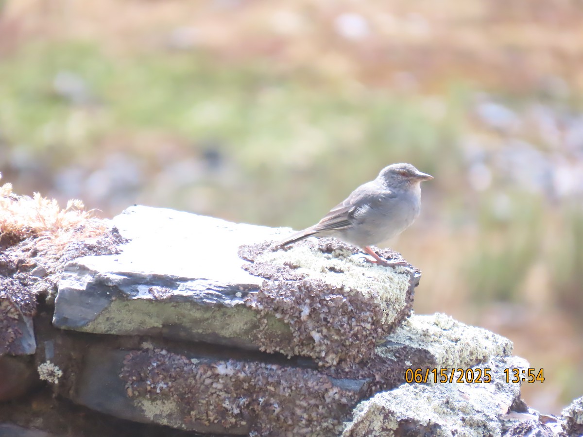 Boulder Finch - ML638027988