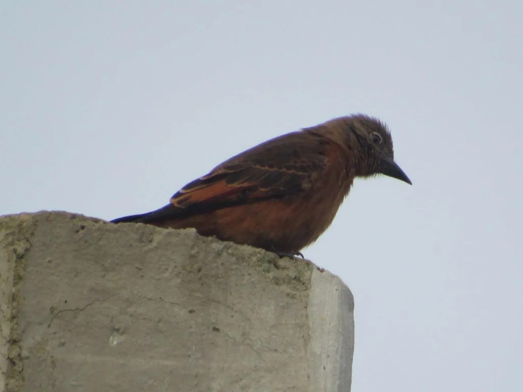 Cliff Flycatcher - ML638027995