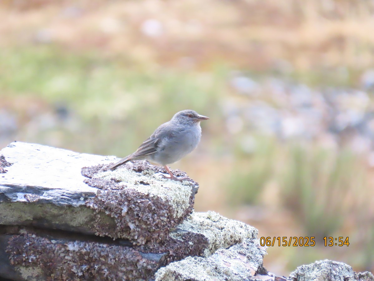 Boulder Finch - ML638028003
