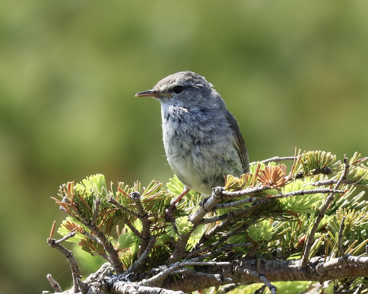 Japanese Bush Warbler - ML638028033