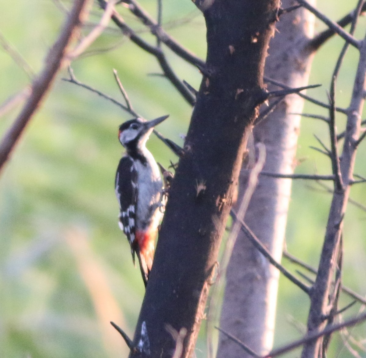 Syrian Woodpecker - ML638028039