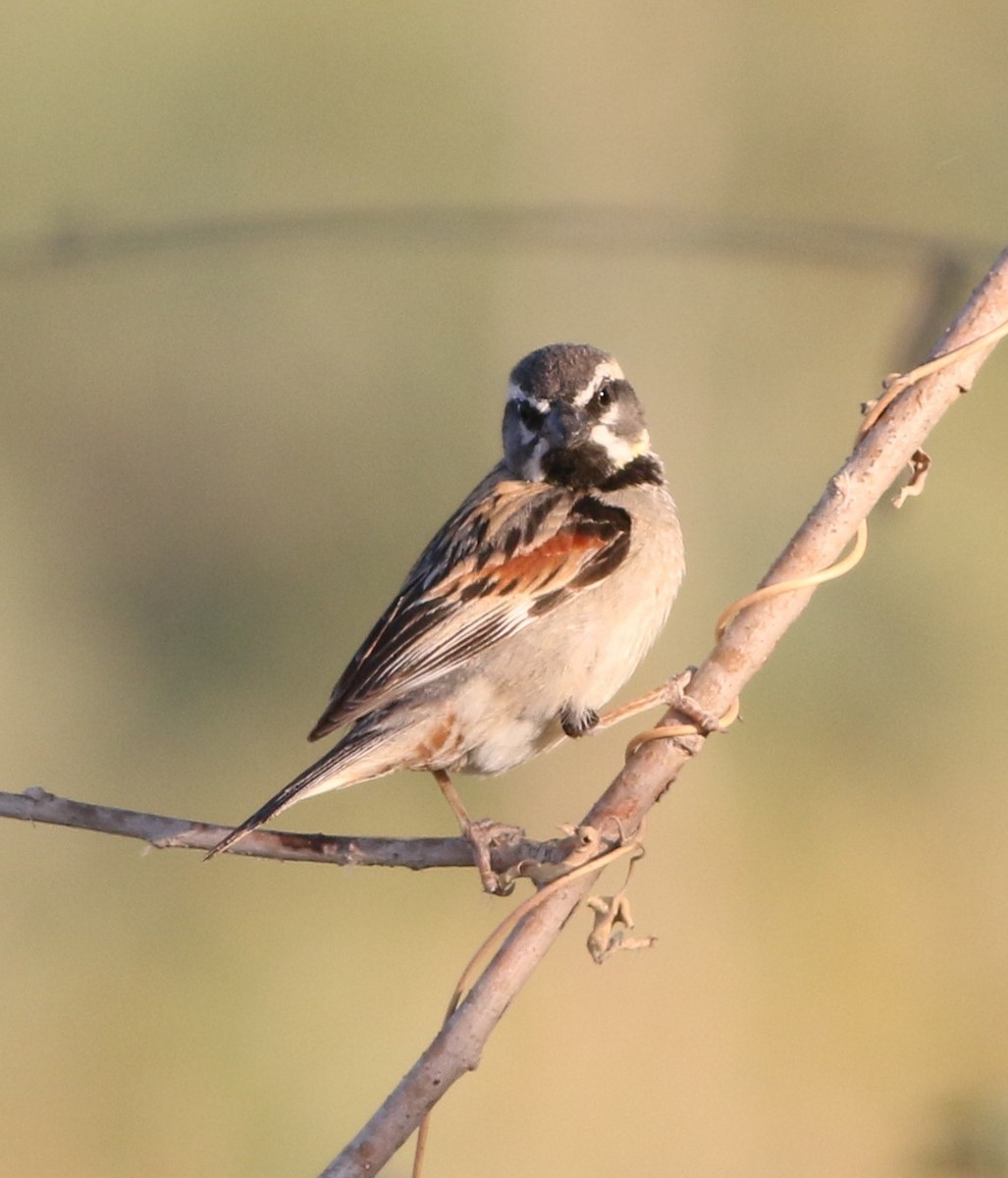 Dead Sea Sparrow - ML638028062