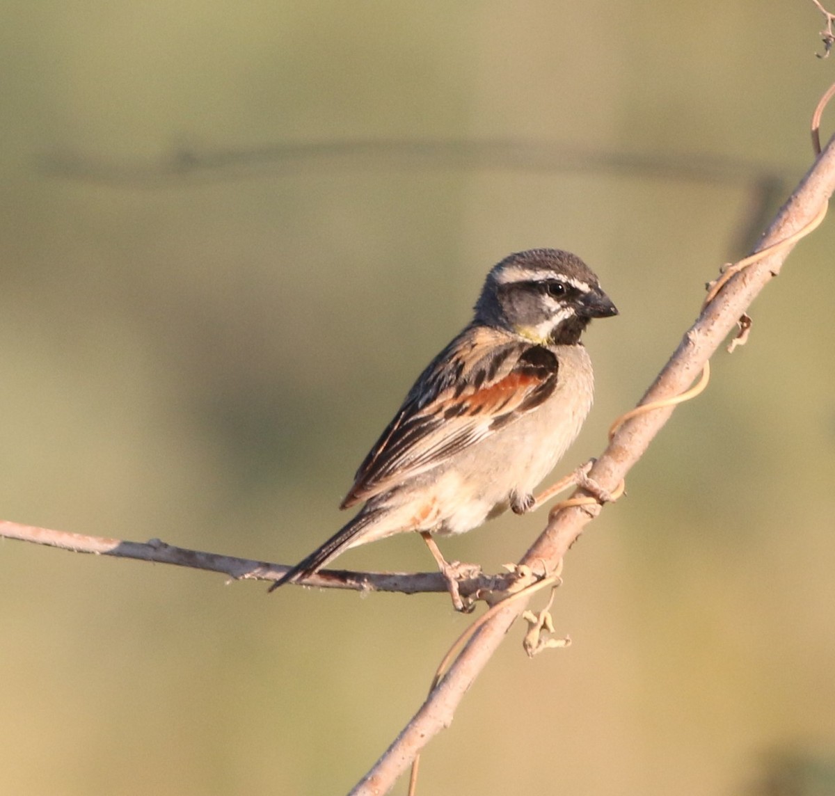 Dead Sea Sparrow - ML638028069