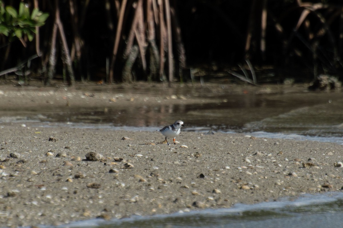 Piping Plover - ML638028073