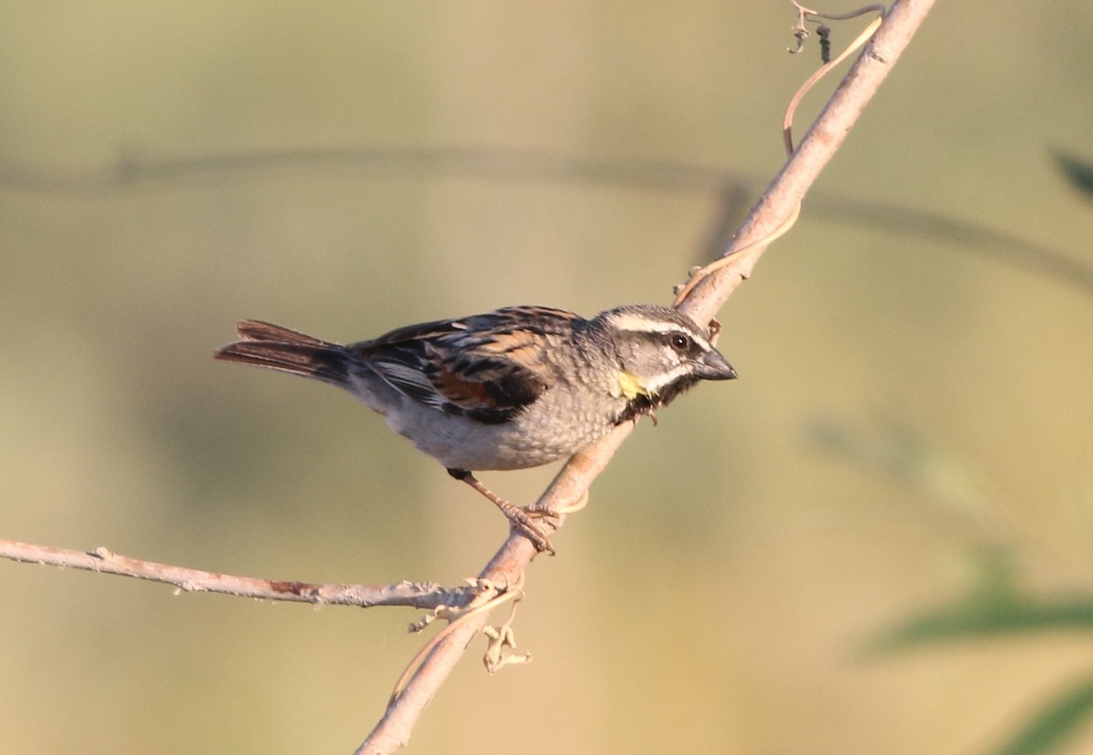 Dead Sea Sparrow - ML638028076