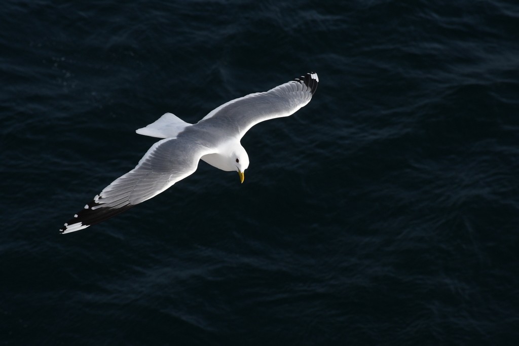 Common Gull (European) - ML638028077