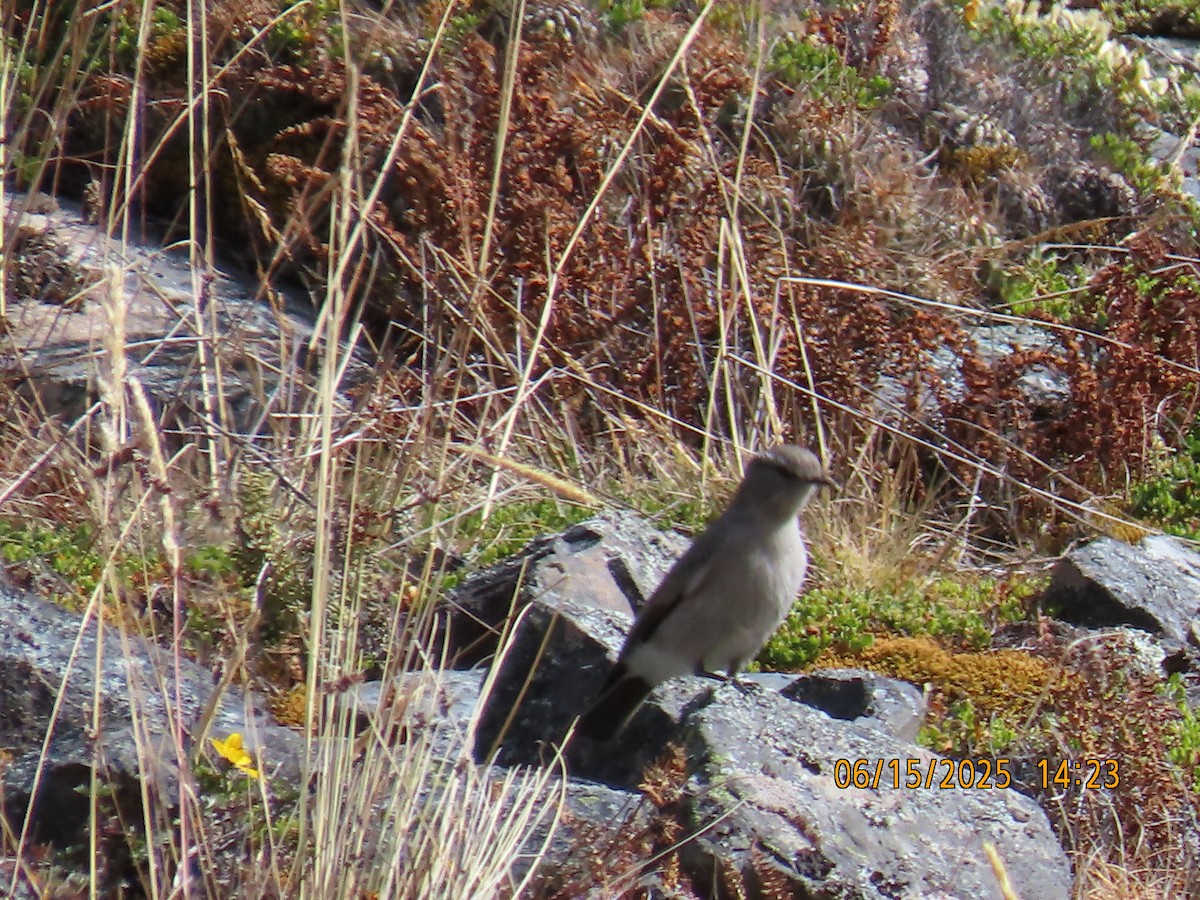 Cinereous Ground-Tyrant - ML638028104