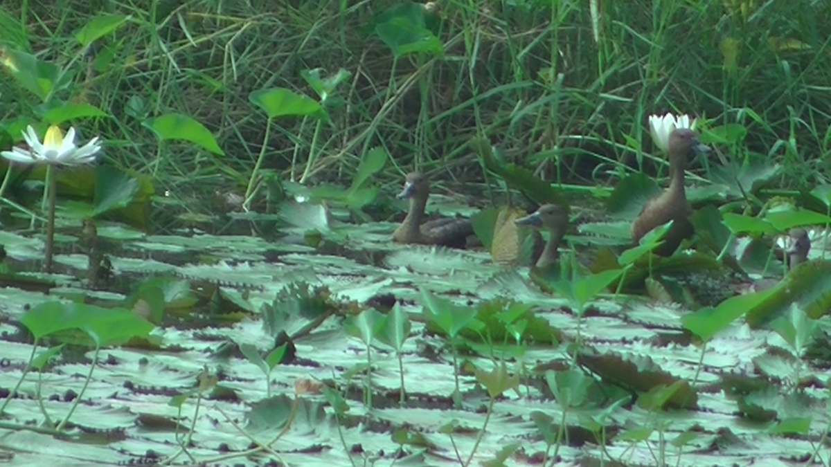 Модны анхир - ML638028109