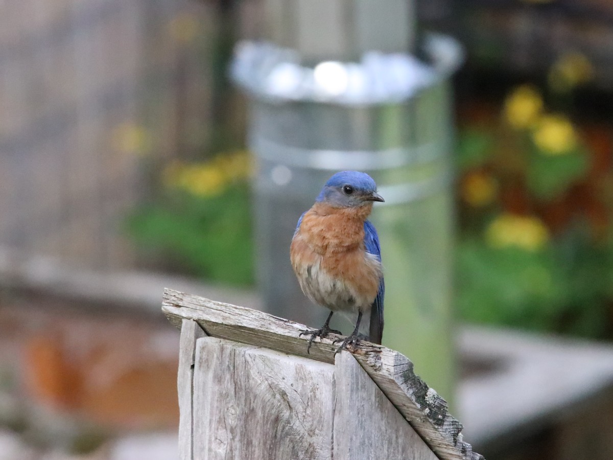 Eastern Bluebird - ML638028134