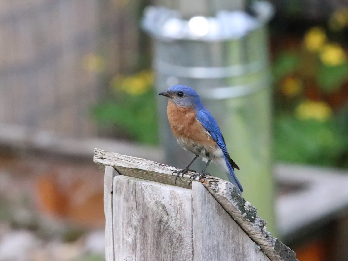 Eastern Bluebird - ML638028135