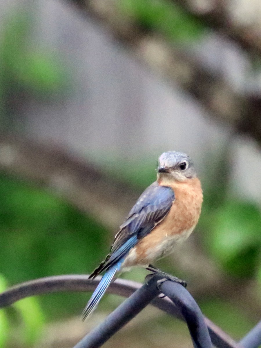 Eastern Bluebird - ML638028137