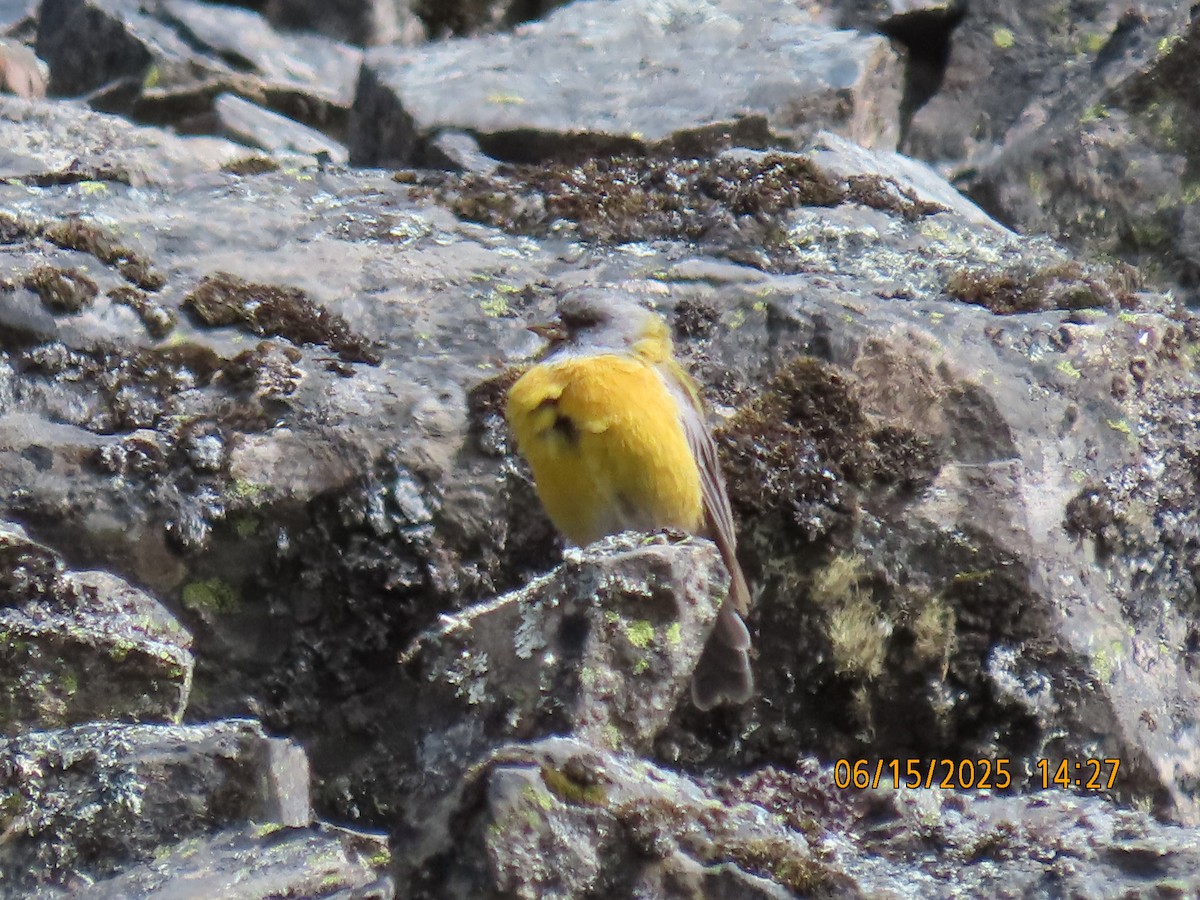 Peru And İspinozu - ML638028142