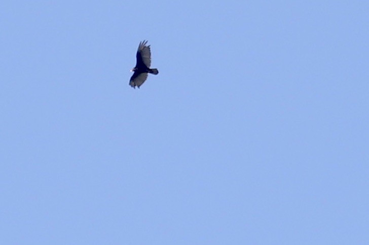 Turkey Vulture - ML638028153