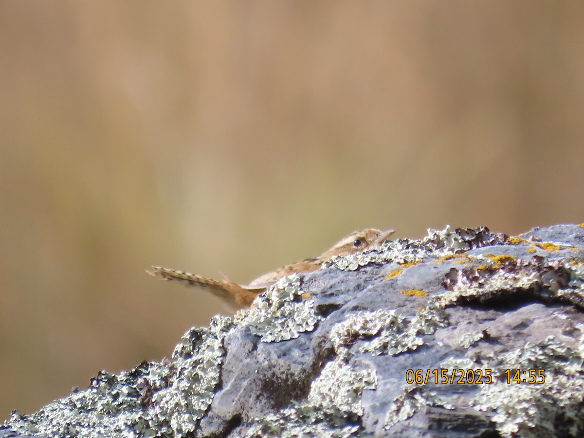 Grass Wren - ML638028194