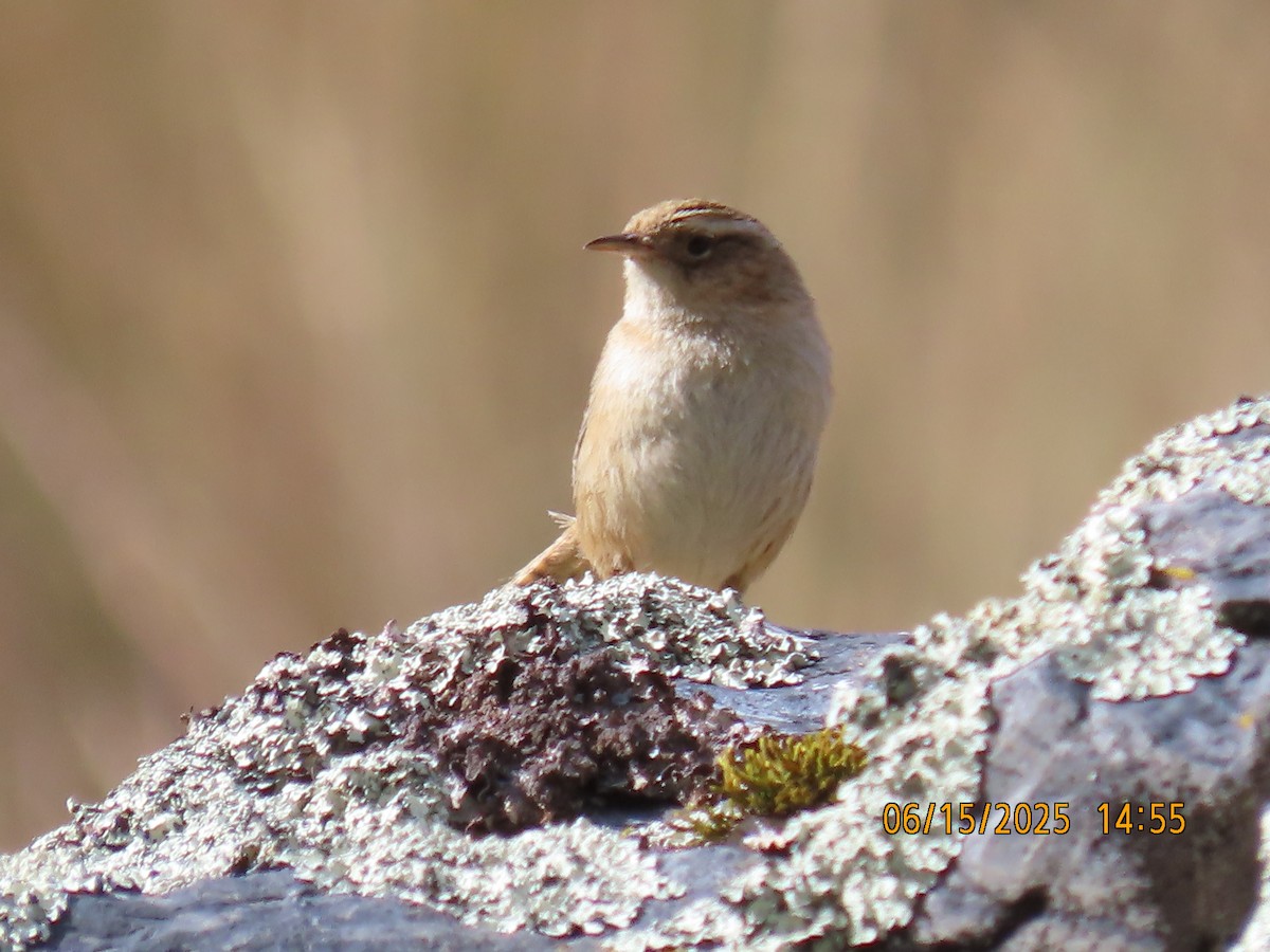 Grass Wren - ML638028210