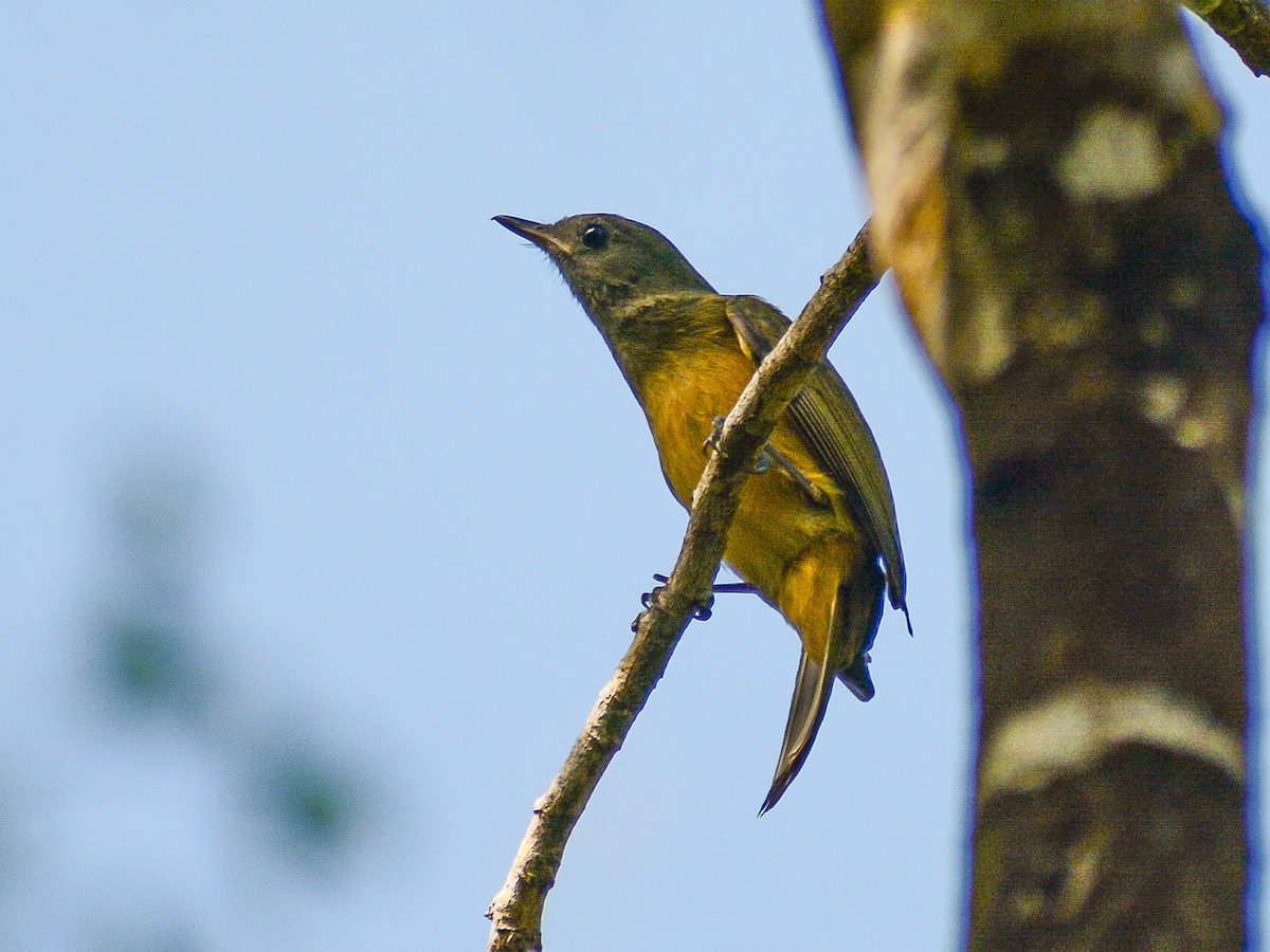 Ochre-bellied Flycatcher - ML638028294