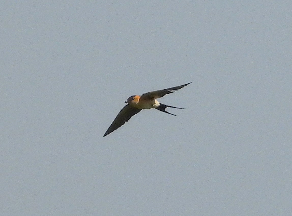 European Red-rumped Swallow - ML638028303