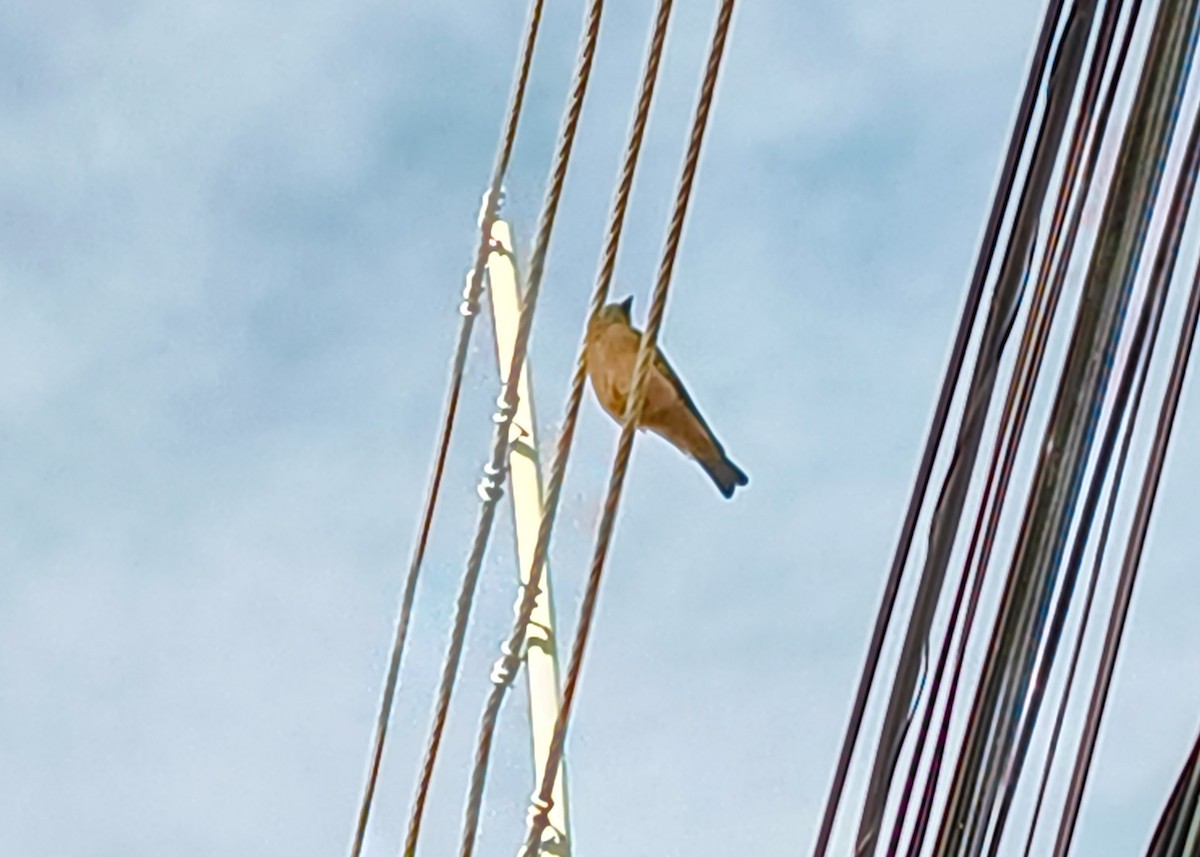 Cliff Flycatcher - ML638028384